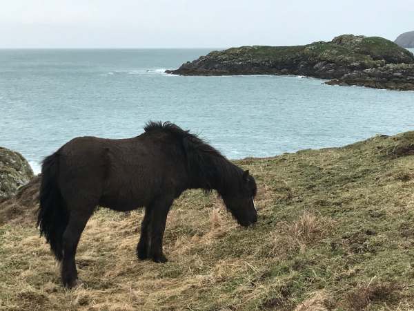 Walk from St David's: Welsh Mountain Pony.