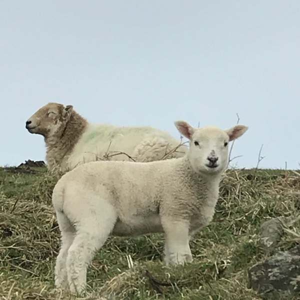 Walk from St David's: And sheep.