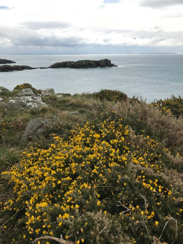 Walk from St David's From April onwards the path becomes a maritime garden. At its best in May and June.