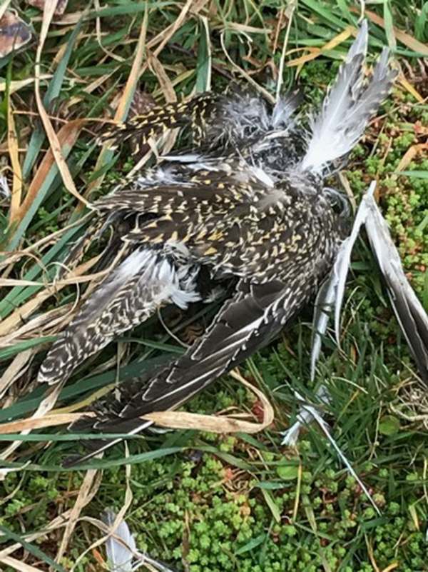 Walk from St David's: Lots of wildlife. Sadly this Golden Plover had succumbed, probably, to the cold.