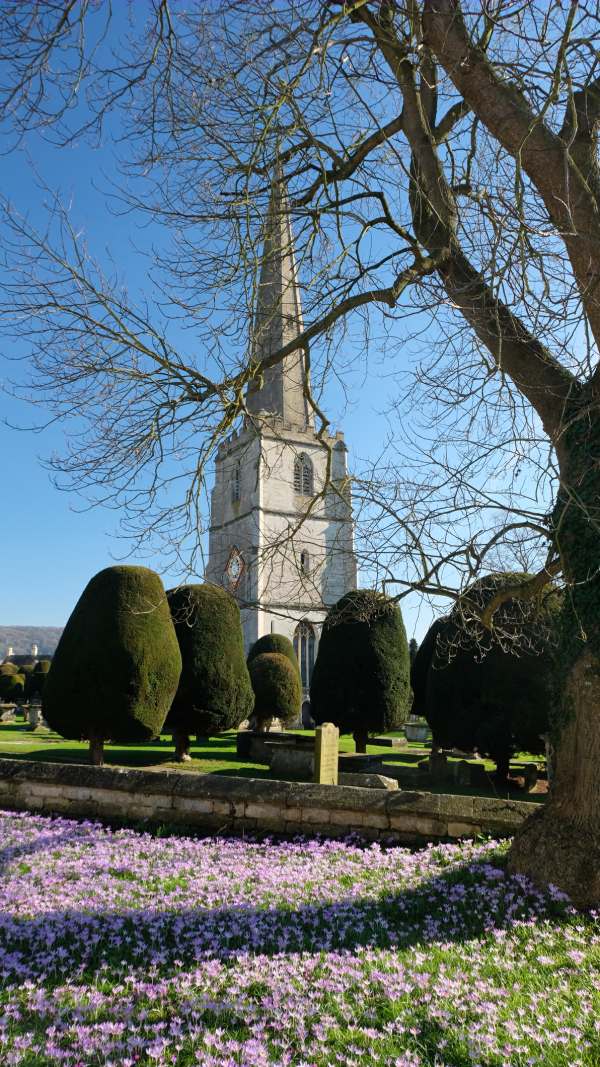 Cotswold Reverie: Church of St Mary Painswick. The church of 99 yews and, last week, thousands of crocuses.