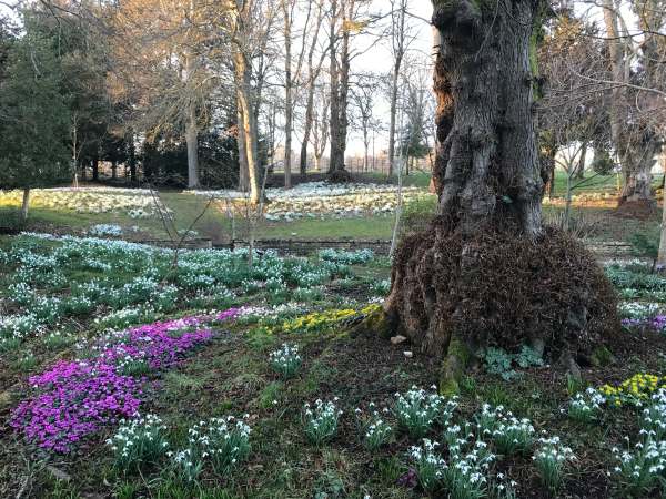Cotswold Reverie: Snowdrops, Crocuses and trees.