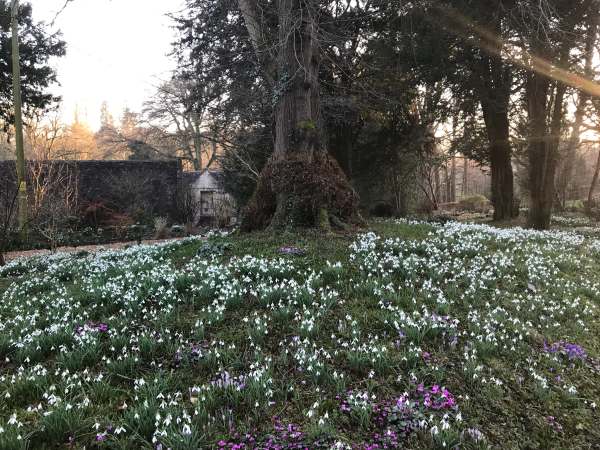 Cotswold Reverie: Snowdrops, Crocuses and trees.