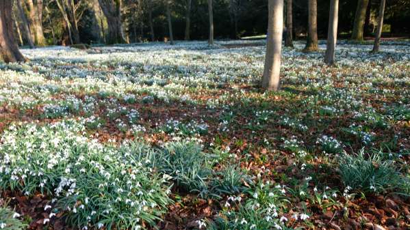 Cotswold Reverie: Snowdrops, Crocuses and trees.