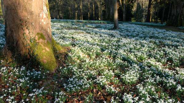 Cotswold Reverie: Snowdrops, Crocuses and trees.