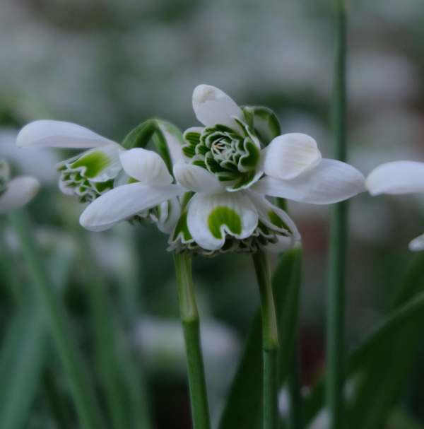 Cotswold Reverie: Snowdrops.