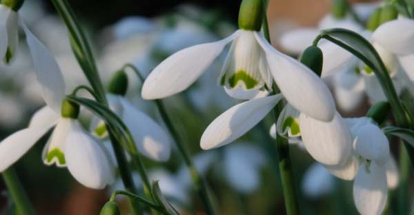 Cotswold Reverie: Snowdrops.