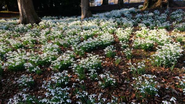 Cotswold Reverie: Snowdrops.