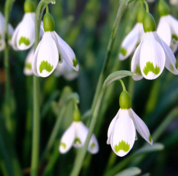 Cotswold Reverie: Snowdrops.