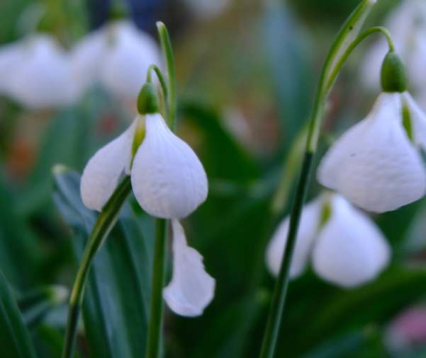 Cotswold Reverie: Snowdrops.