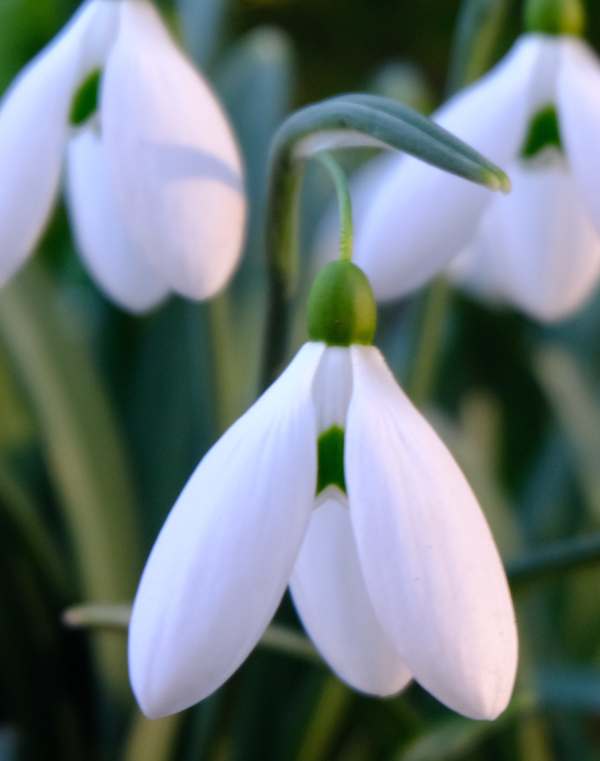 Cotswold Reverie: Snowdrops.