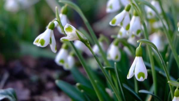 Cotswold Reverie: Snowdrops.