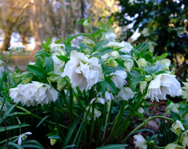 Cotswold Reverie: Double Hellebore.