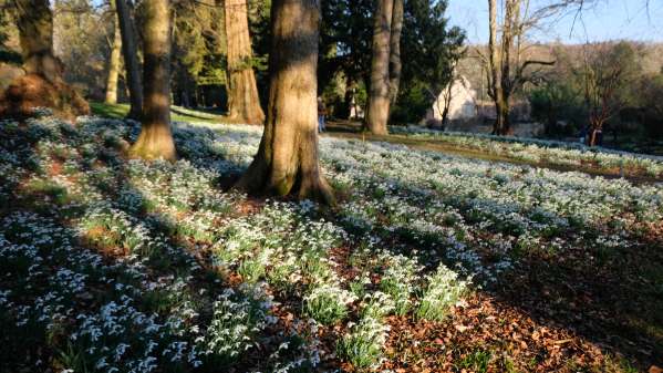 Cotswold Reverie: Snowdrops and Trees.