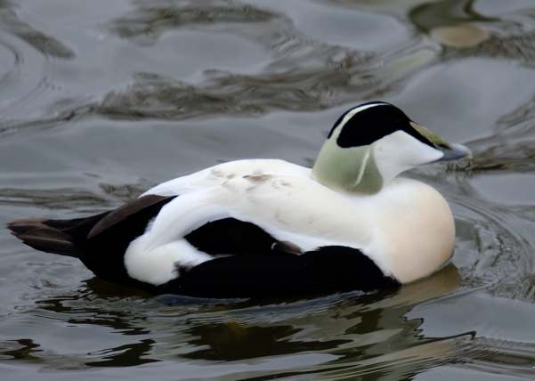 Cotswold Reverie: Eider male.