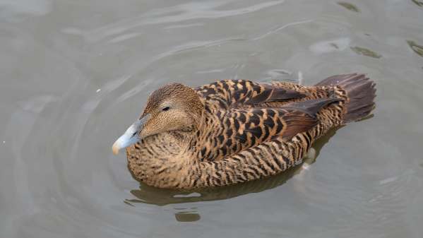 Cotswold Reverie: Eider female.