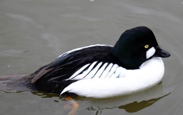 Cotswold Reverie: Goldeneye male.