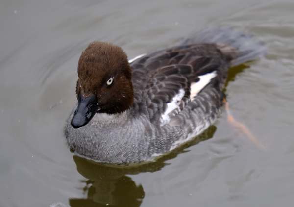 Cotswold Reverie: Goldeneye female.