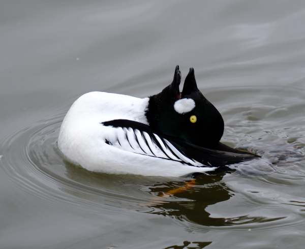 Cotswold Reverie: Goldeneye courtship.