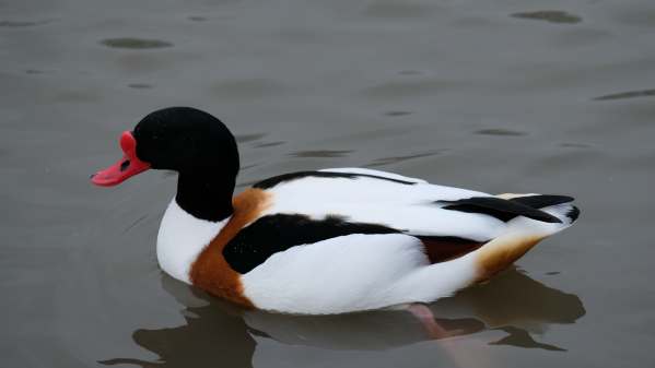 Cotswold Reverie: Shelduck.