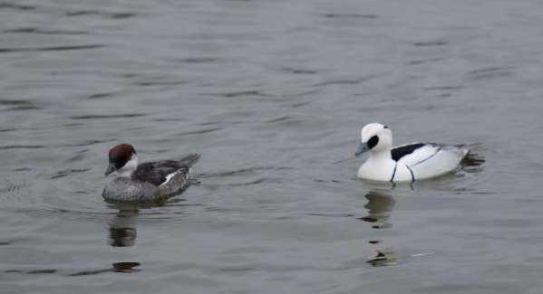 Cotswold Reverie: Mr and Mrs Smew.