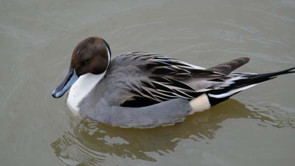 Cotswold Reverie: The glorious pintail male. Bobby’s favourite duck (drake).