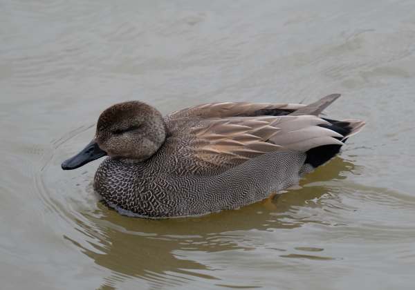 Cotswold Reverie: Gadwall. A beautiful duck when viewed close up.