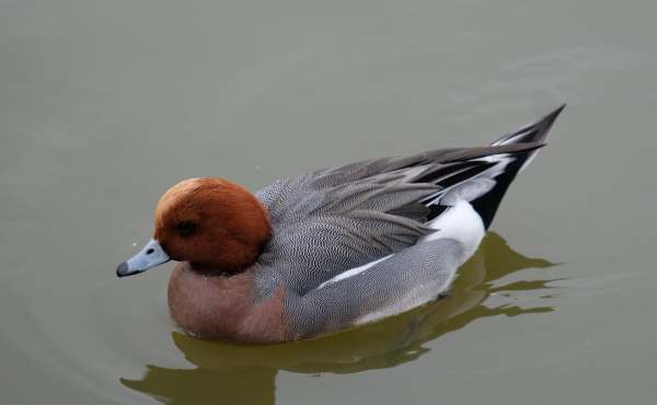 Cotswold Reverie: Widgeon.