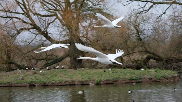 Cotswold Reverie: Mute swans in flight.
