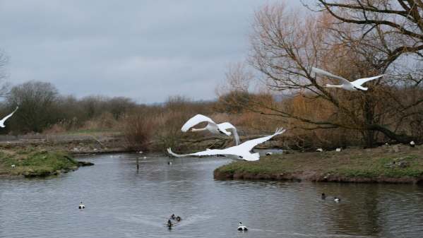 Cotswold Reverie: Mute swans flying in for security and food.