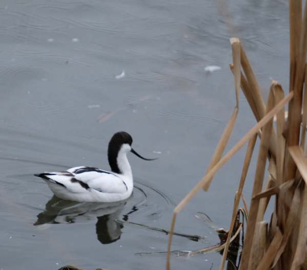 Cotswold Reverie: The beautiful, delicate Avocet and that strange bill. The symbol of the RSPB. (The Royal Society for the Protection of Birds).