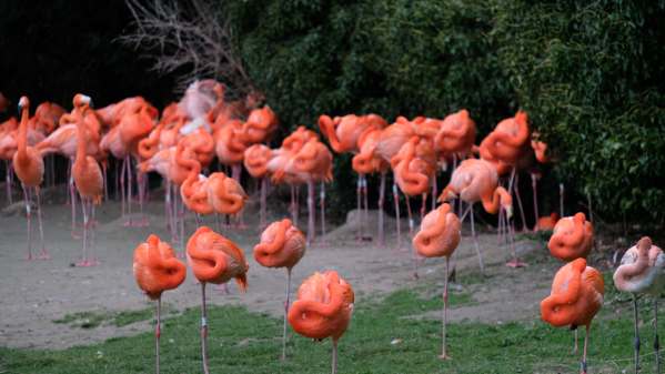 Cotswold Reverie: Flamingoes.