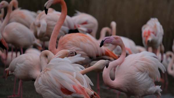 Cotswold Reverie: Flamingoes.