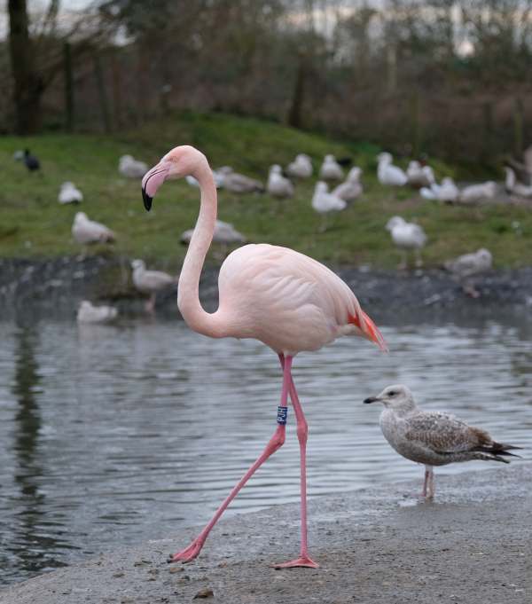 Cotswold Reverie: Flamingoes.