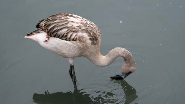 Cotswold Reverie: Flamingo.