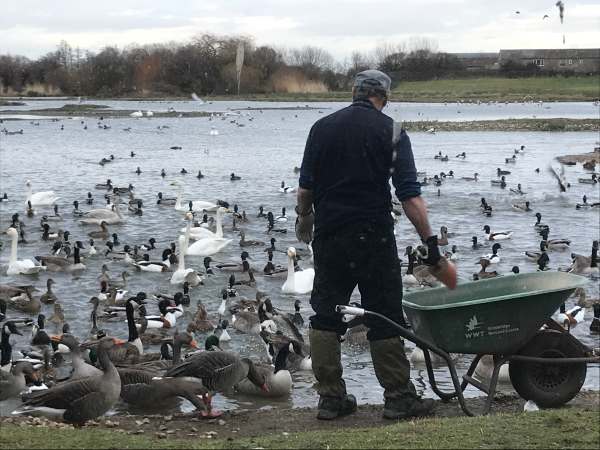 Cotswold Reverie: The warden giving his radio talk while feeding the birds each evening in winter.