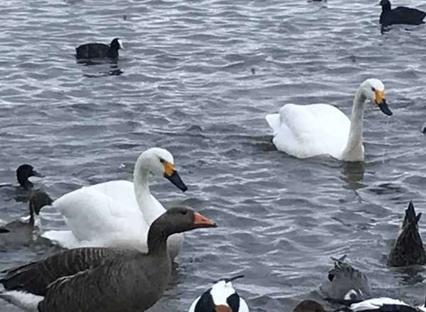 Cotswold Reverie: Feeding time at Slimbridge.