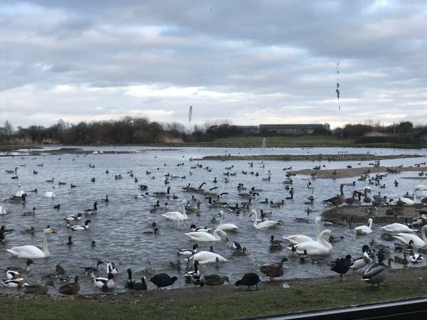 Cotswold Reverie: Feeding time at Slimbridge.