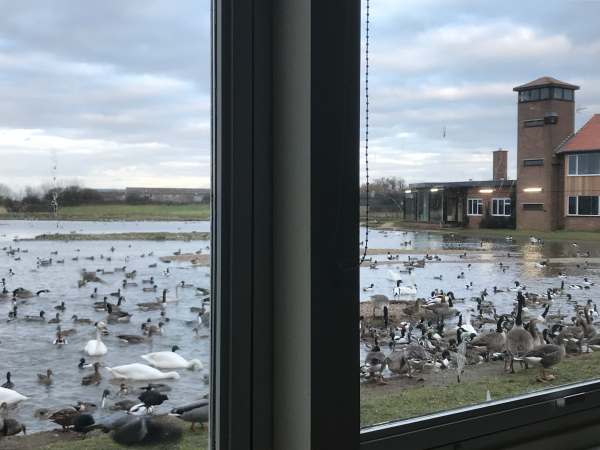 Cotswold Reverie: Swan Lake. Peter Scott's window last window on the left hand side of the building.