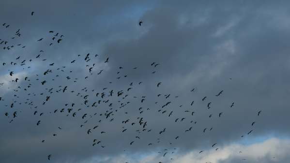 Cotswold Reverie: Enormous flocks of lapwings viewed from a heated hide.