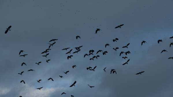 Cotswold Reverie:\Enormous flocks of lapwings viewed from a heated hide.