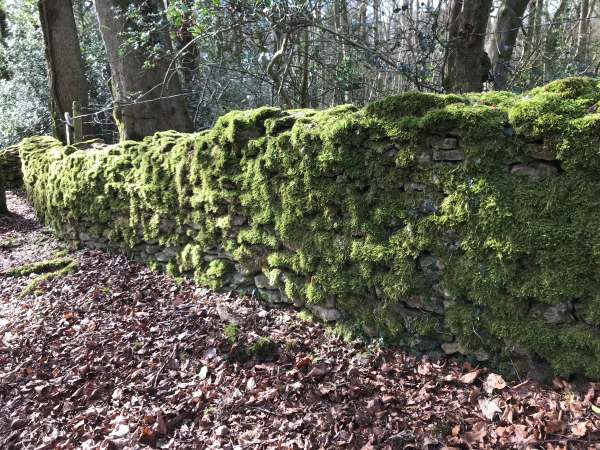 Cotswold Reverie: Wall covered in moss.