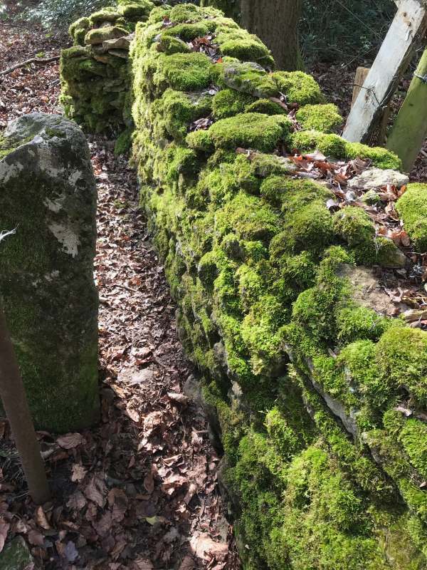 Cotswold Reverie: Wall covered in moss.