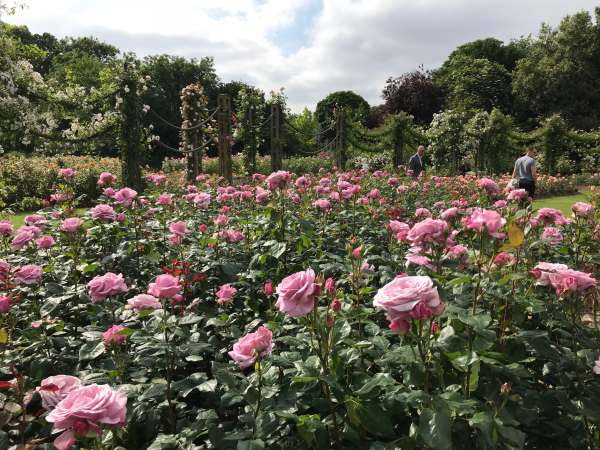 Tick tock. Smell the Queen’s roses. Regent's Park, London.
