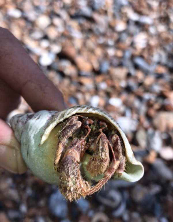 Tick tock. Search a rock pool. Hermit Crab, Worthing Beach.