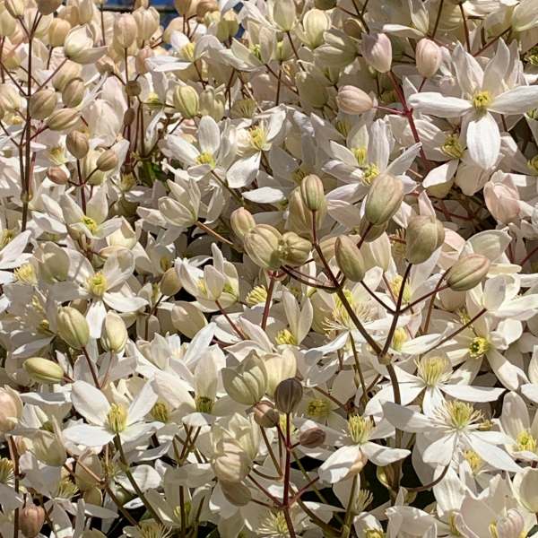 Clematis Armandii