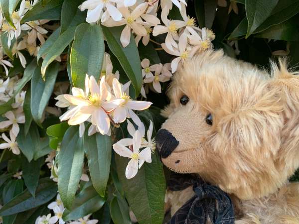 Armandii - We love our favourite Clematis.