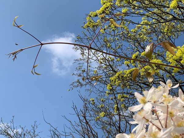 Armandii - A delicate, fresh shoot.