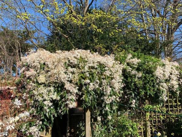 Clematis Armandii