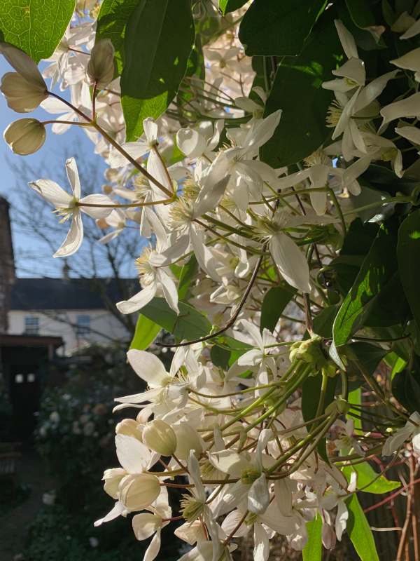 Clematis Armandii